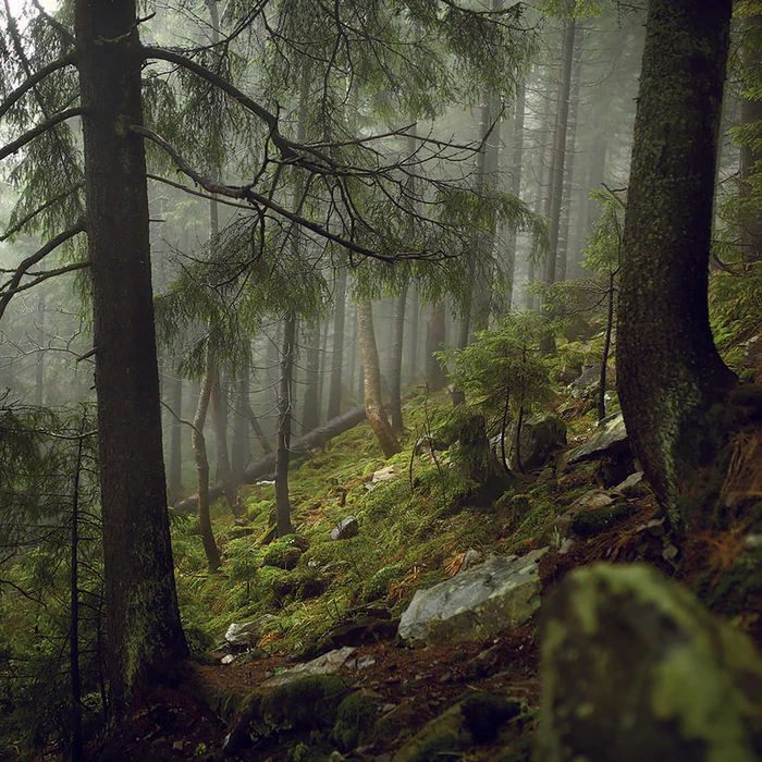 Forest Bathing Essential Oil Blend by Perfect Potion - Image 2